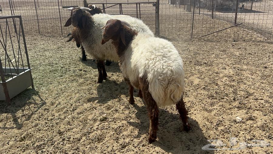 Na3im sheep and luxurious wool64421242210433110