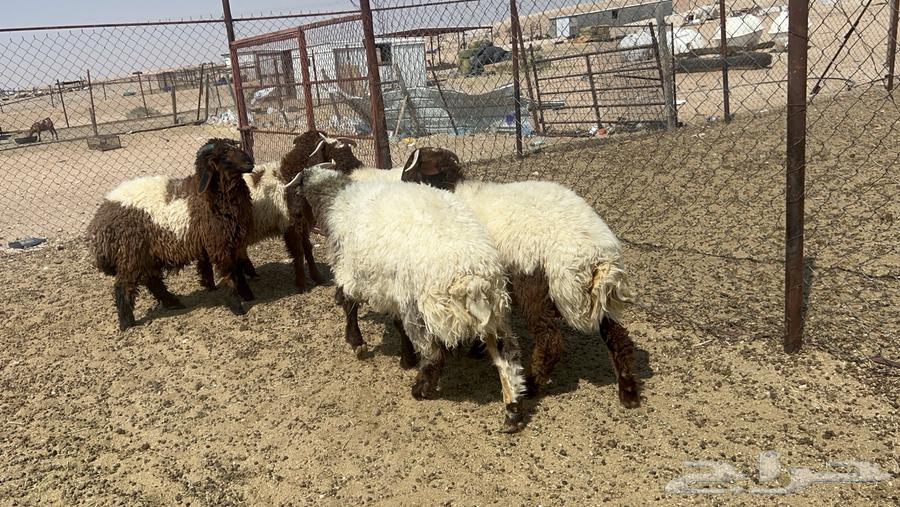 Na3im sheep and luxurious wool64421242210433113