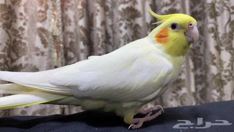 كروان انثى لاتينو للبيع64425462021507113