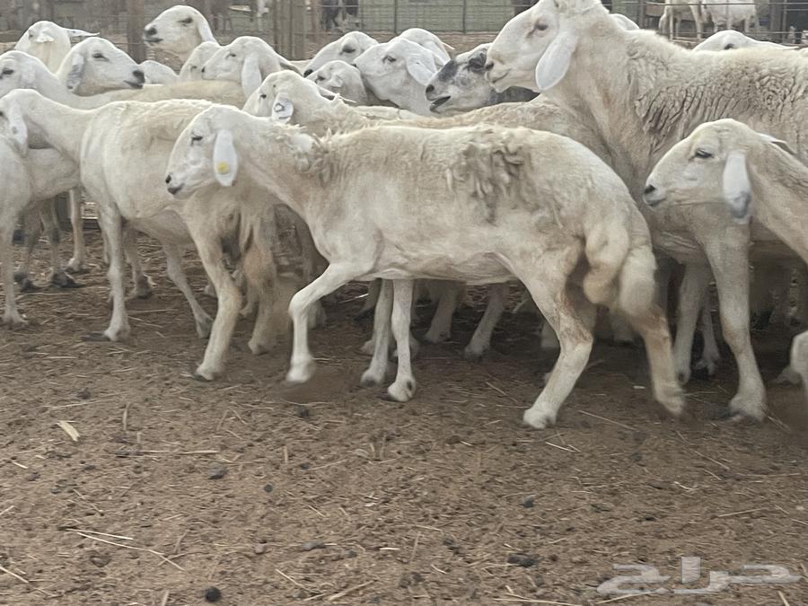 33 sheep for sale, male ram, grazing area, very good quality, opportunity for the buyer who won't regret it, God willing64424520401410113