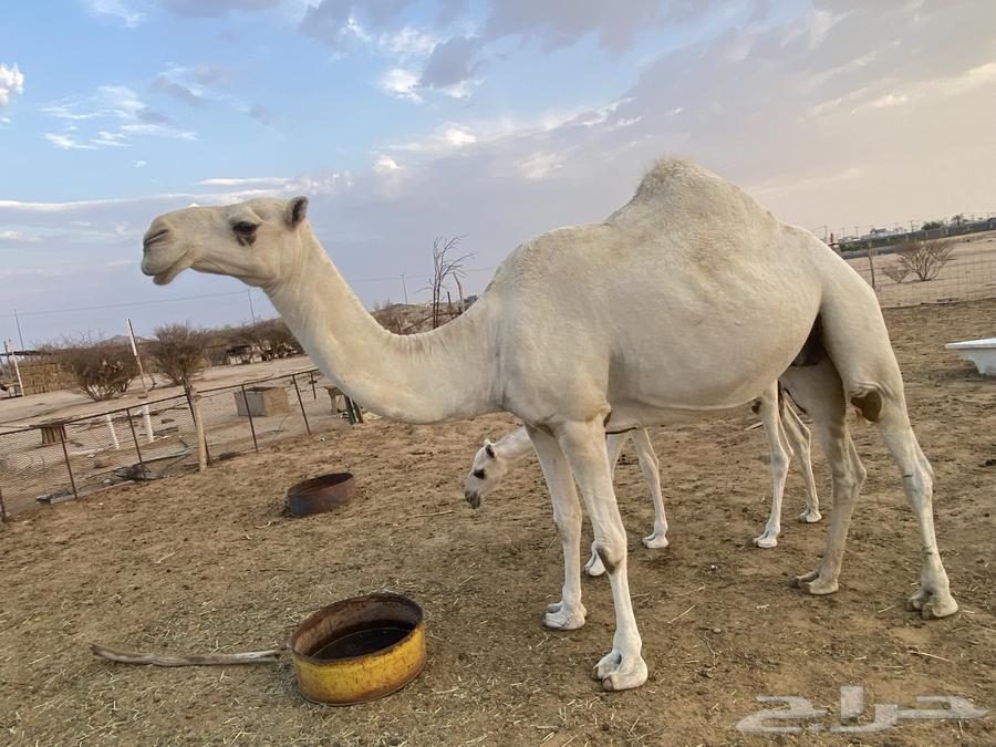 ضروبه وضحاء للبيع في بيشة64423245261315111