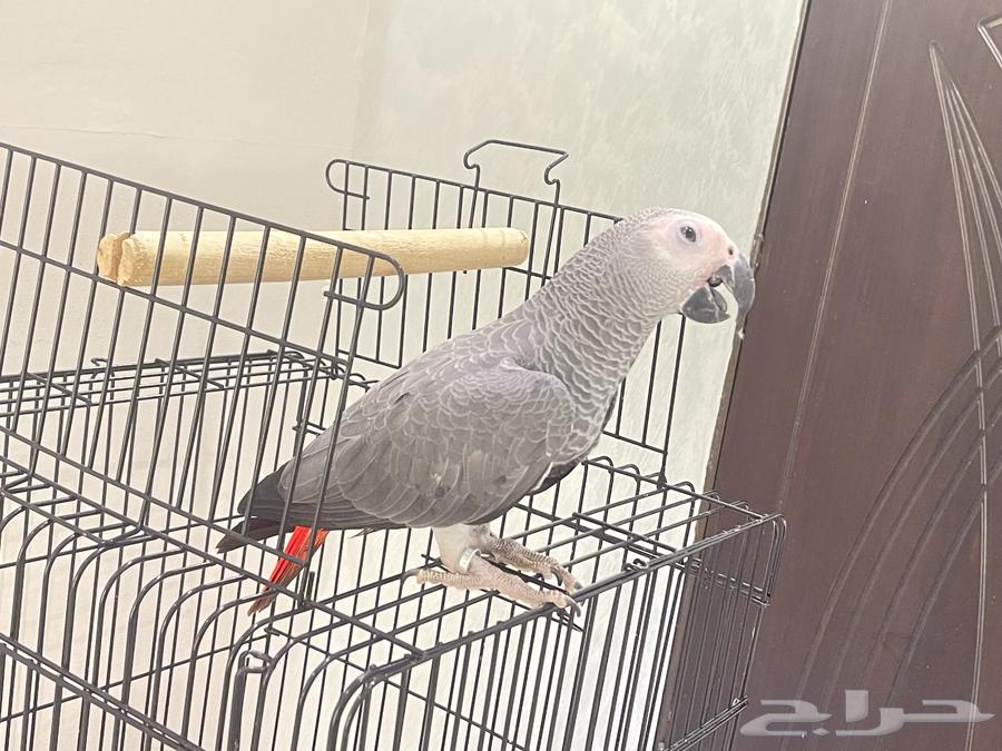 كاسكو هدد نشبه64422612388355111