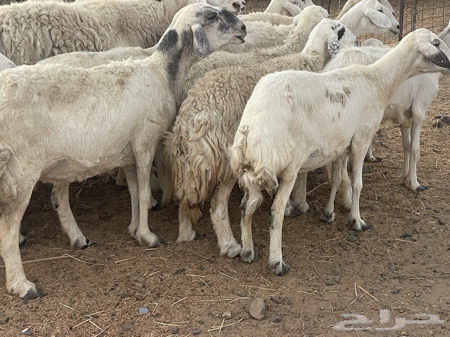 33 sheep for sale, male ram, grazing area, very good quality, opportunity for the buyer who won't regret it, God willing64424520401410112