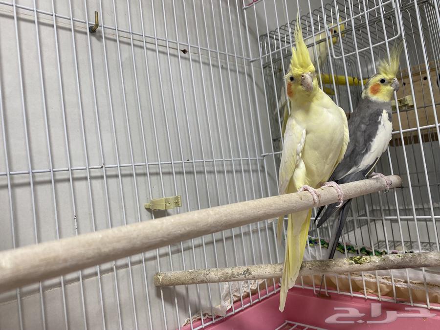 كروان منتجع بيع مع كامل ملحقاته 500 يبدأ السوم64419331996673111