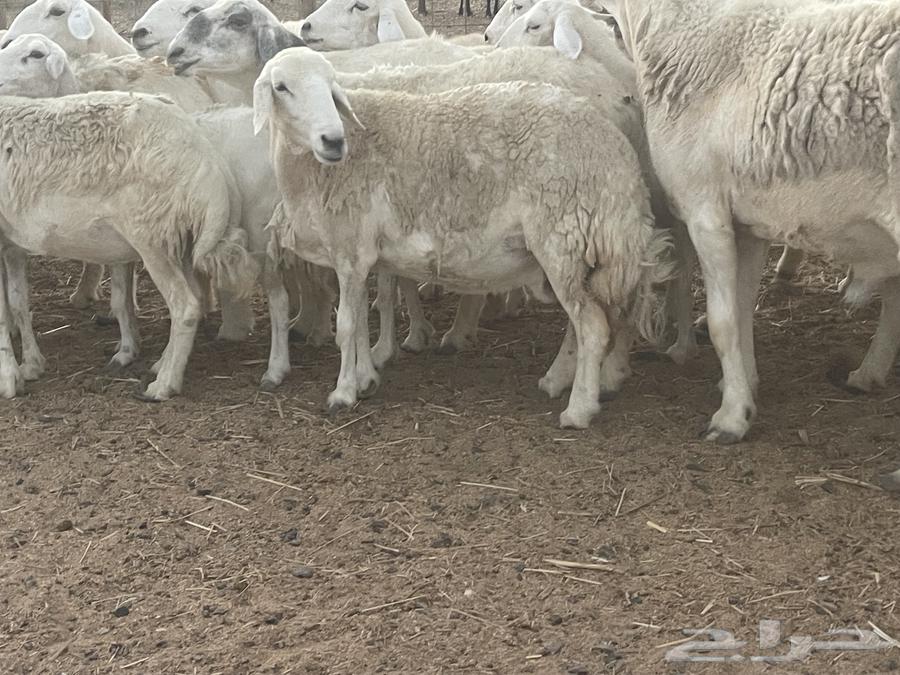 33 sheep for sale, male ram, grazing area, very good quality, opportunity for the buyer who won't regret it, God willing64424520401410114