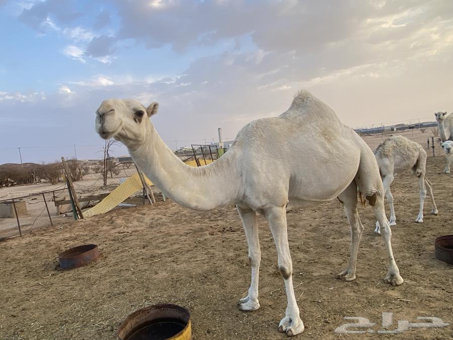 ضروبه وضحاء للبيع في بيشة64423245261315113