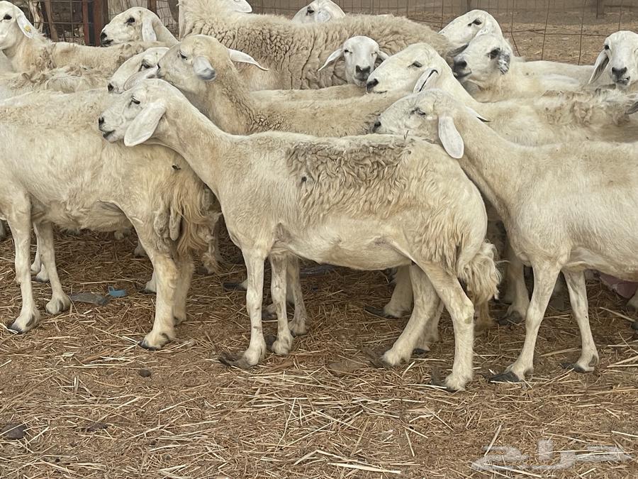 33 sheep for sale, male ram, grazing area, very good quality, opportunity for the buyer who won't regret it, God willing64424520401410110