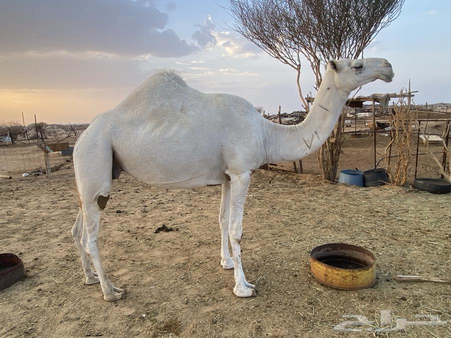 ضروبه وضحاء للبيع في بيشة64423245261315114