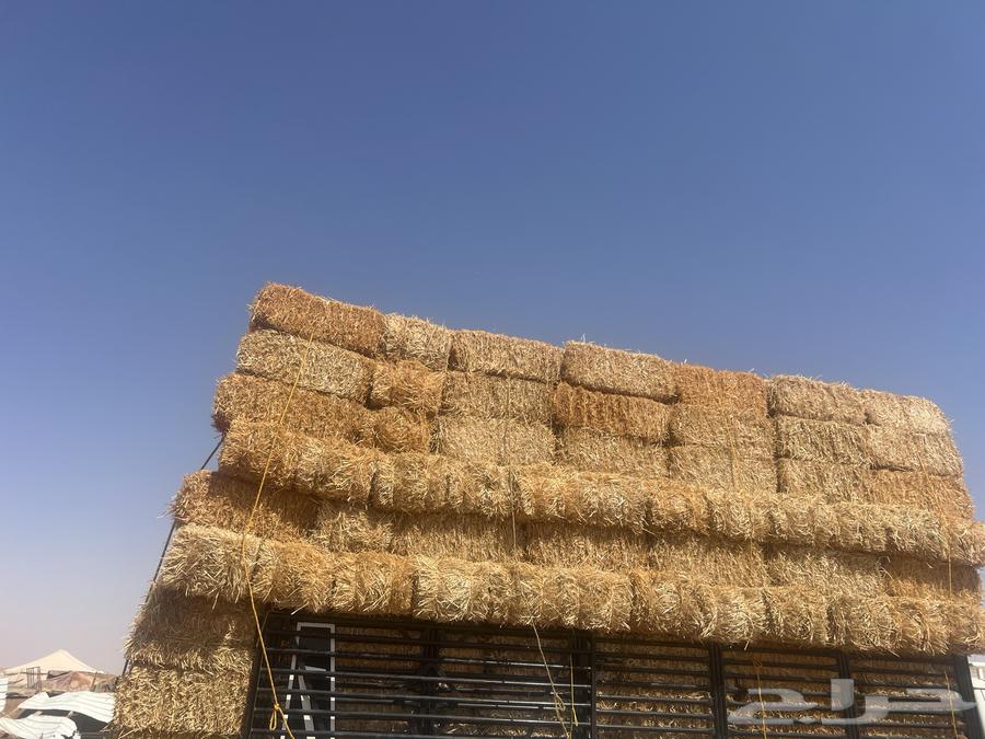 تبن بر64421418649985113