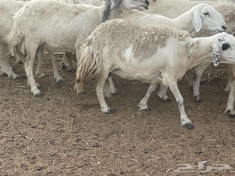 33 sheep for sale, male ram, grazing area, very good quality, opportunity for the buyer who won't regret it, God willing64424520401410111