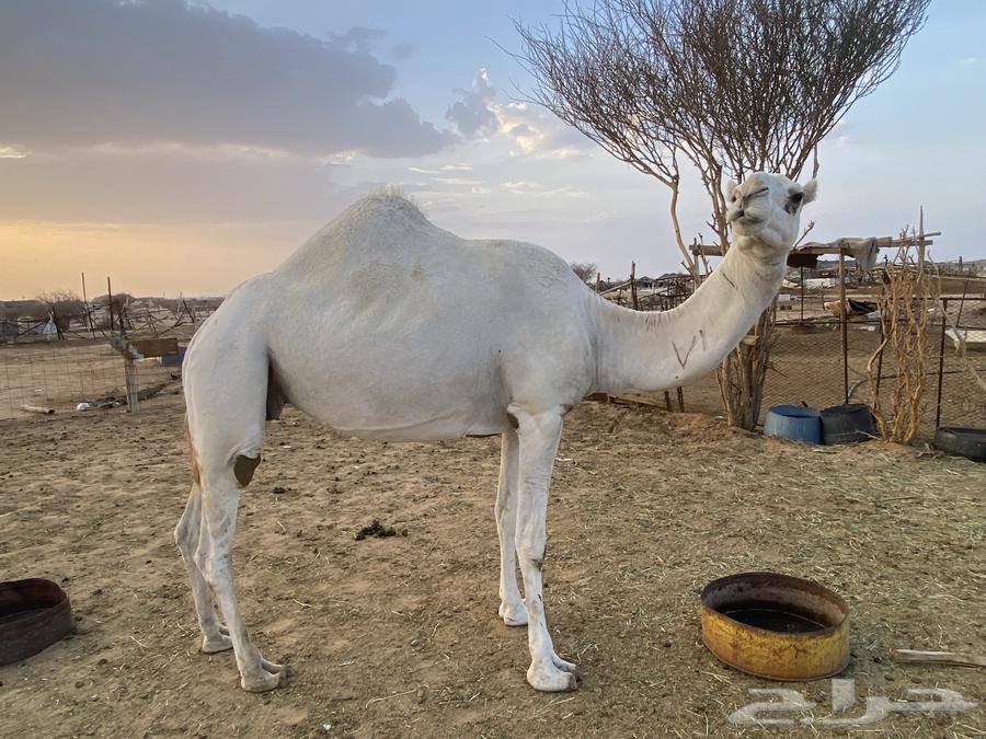 ضروبه وضحاء للبيع في بيشة64423245261315112