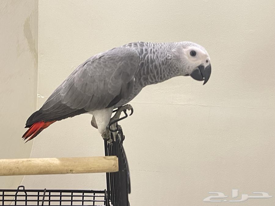 كاسكو هدد نشبه64422612388355113