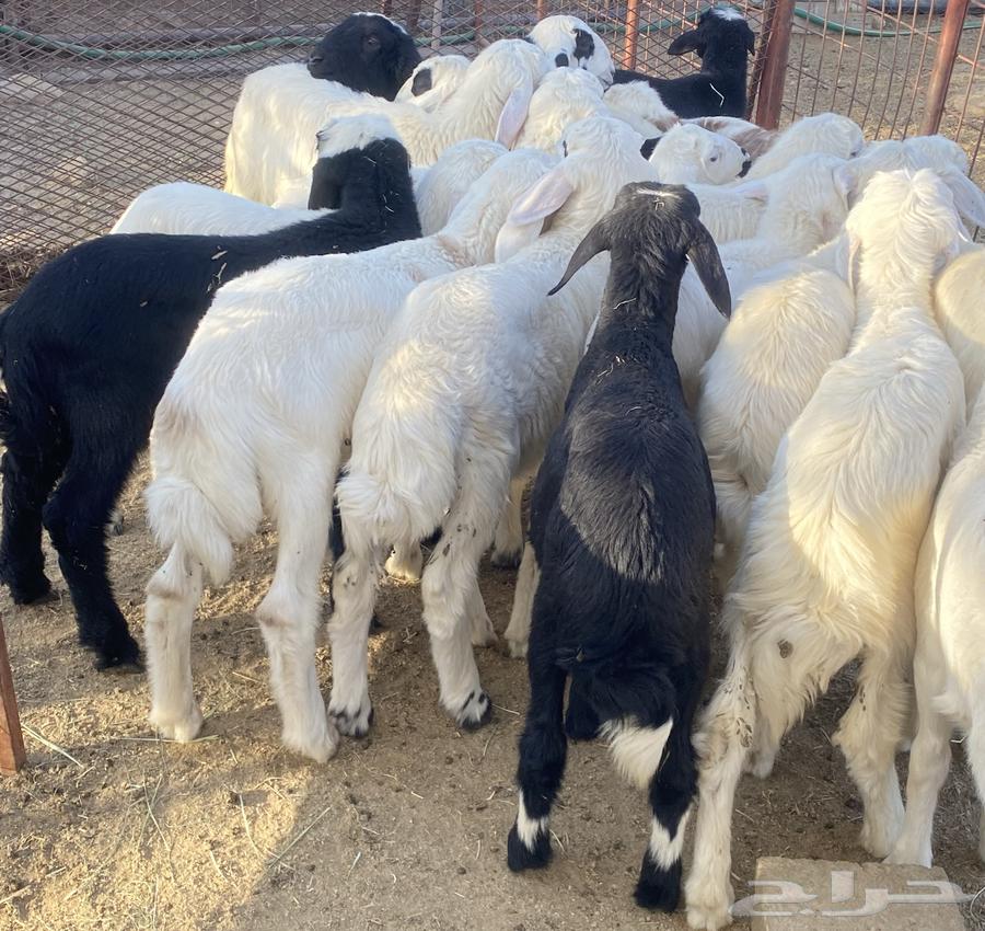 بهم تربيه مهجن طليان تم البيع64423824237698112