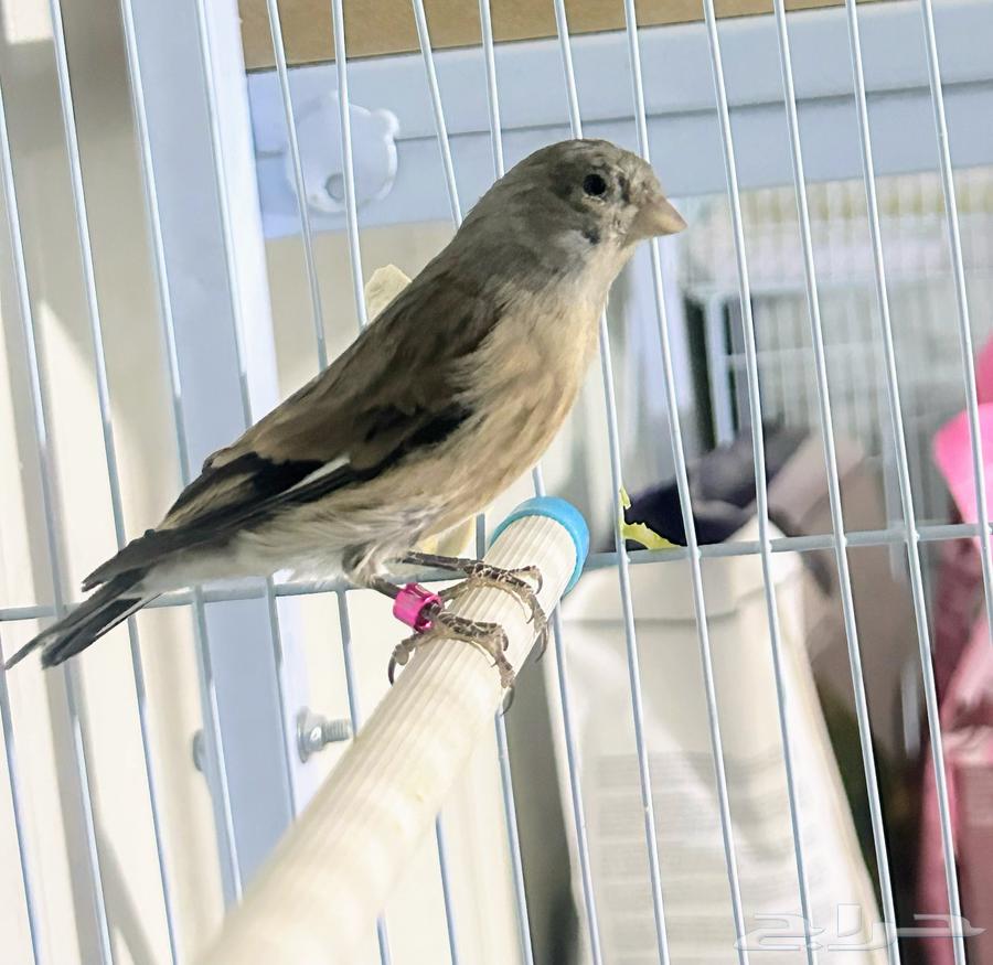 حسون يماني ذكر64425206021890110