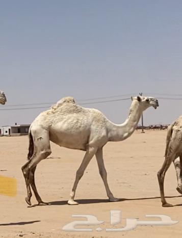 A male camel, a she-camel, and a red male camel, a brown male camel, and a spreader64423971326595112