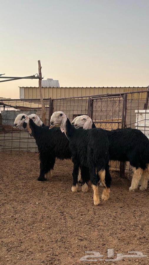 رخال نجد صنف64424401861121110