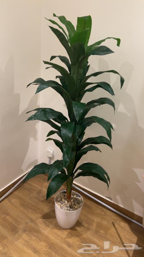 اثاث مستعمل ابجورة ارضيه64404402904195110