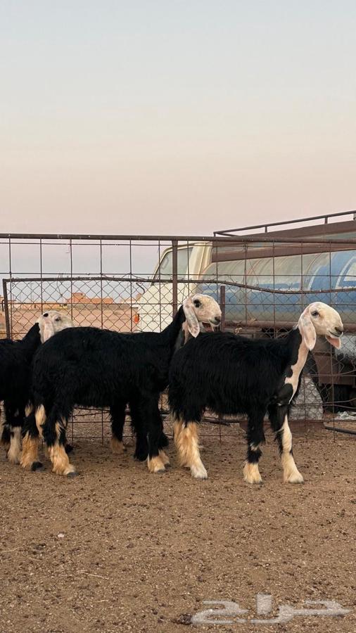 رخال نجد صنف64424401861121112