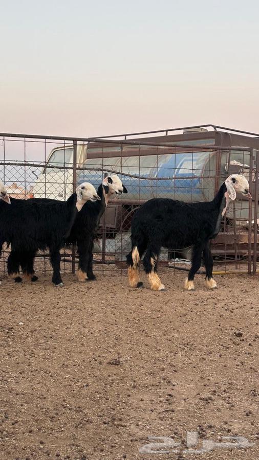 رخال نجد صنف64424401861121111