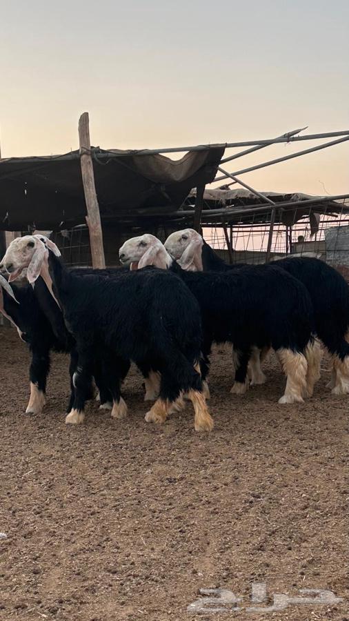 رخال نجد صنف64424401861121114