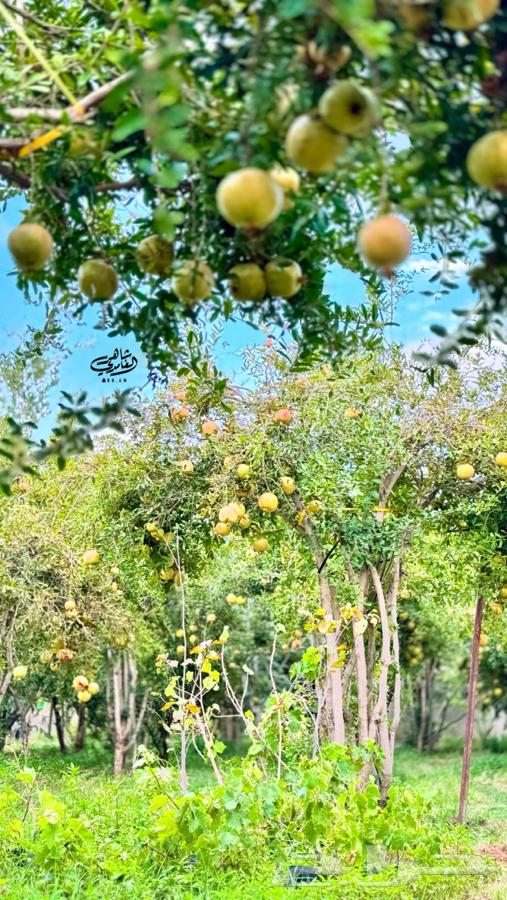 رمان بيده الباحه64419878879618112