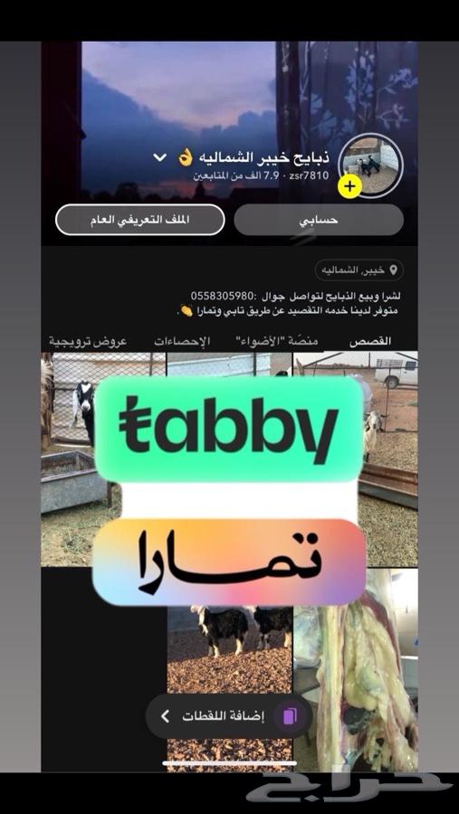 Sheep for sale, available Tabi and Tamara64420837357698110