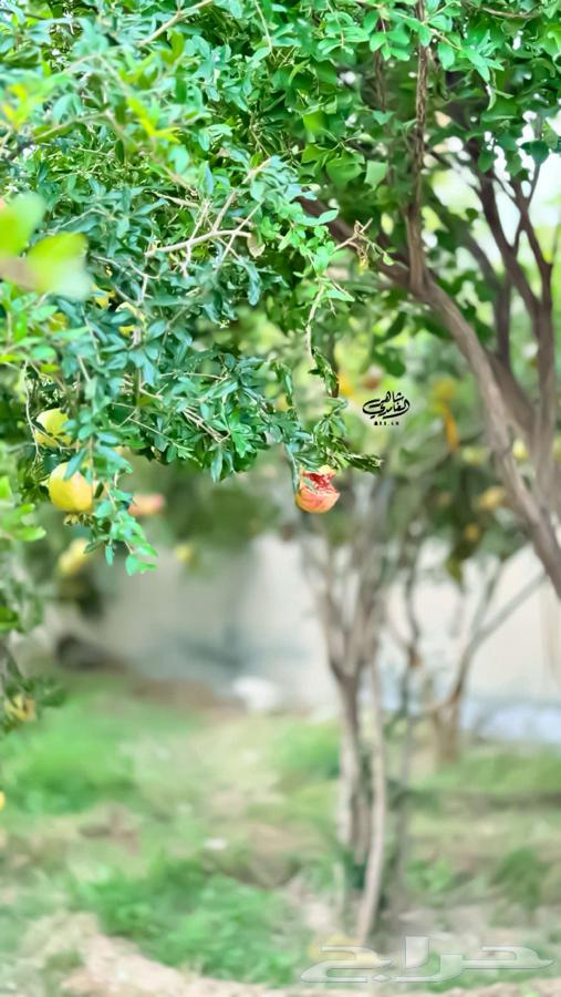 رمان بيده الباحه64419878879618113