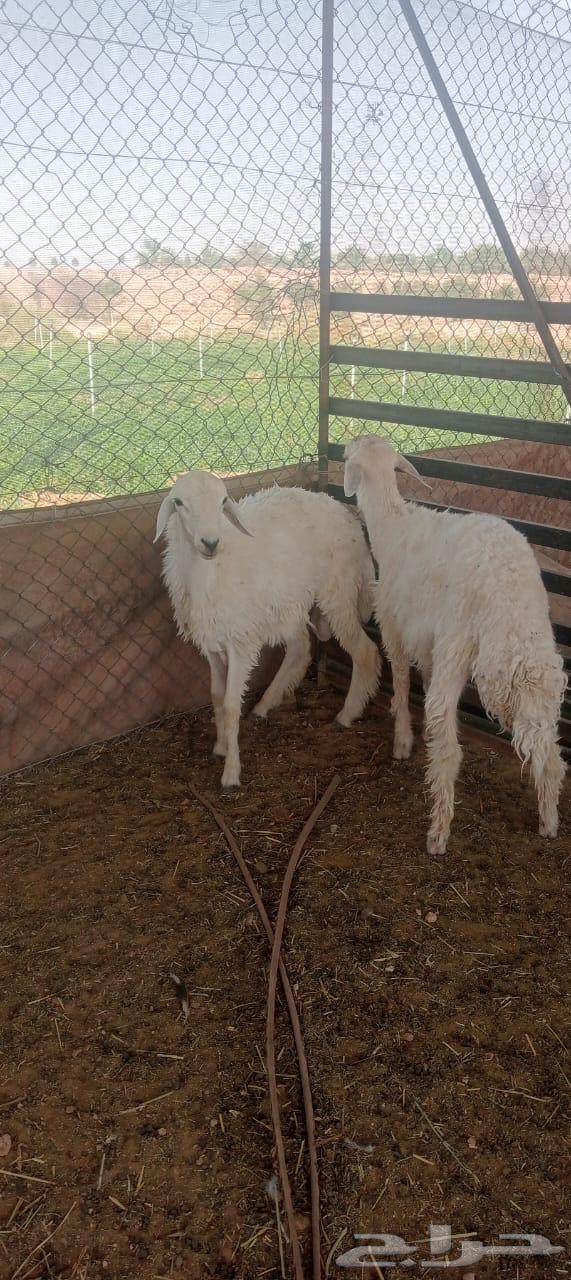 Haray and goats64422708674435114