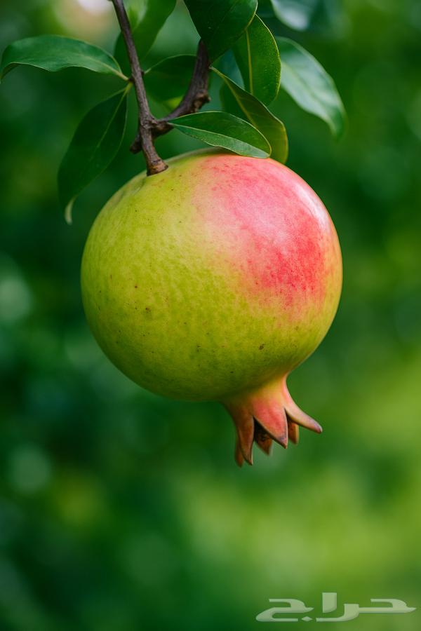 رمان بيده الباحة64423689914497114