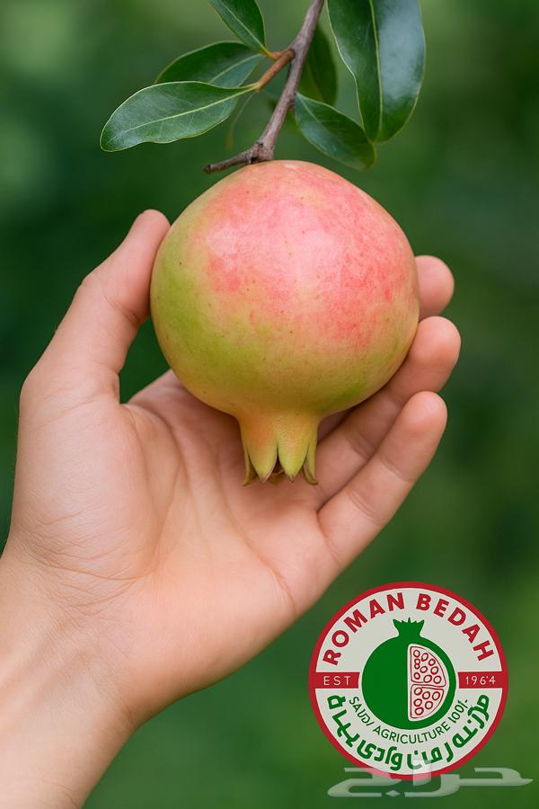 رمان بيده الباحة64423689914497113