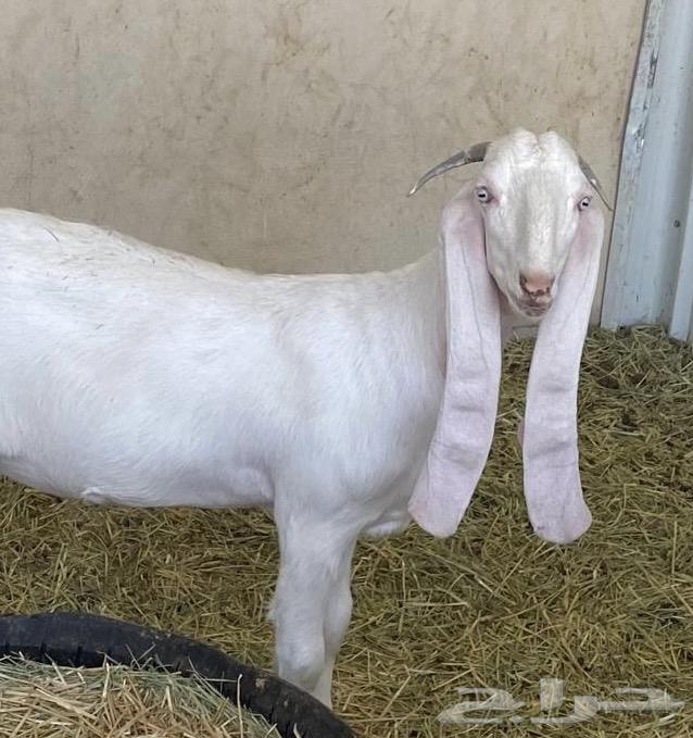 عنز مطوره بيضاء64411915611779112