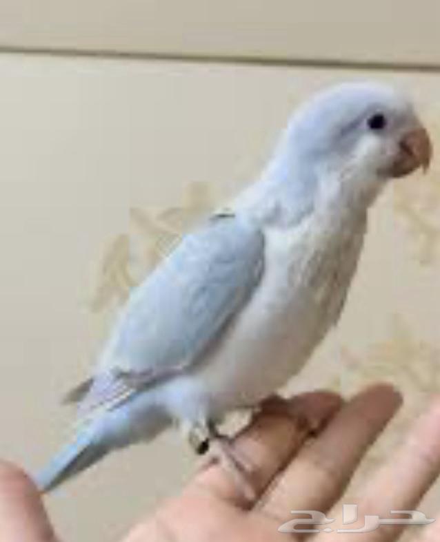 Quaker pair, gentle talking product, threatened64420918836481111