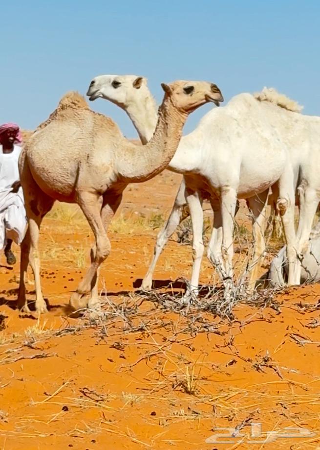 ابل للبيع العدد 18 مع الوايت64424239421442110