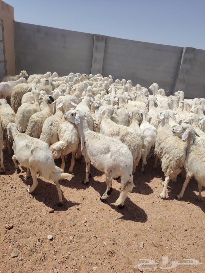 ضان حريات طيبه64425381261569110