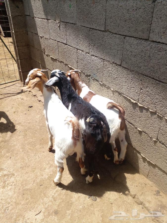 تيوس(تم البيع)64420986268801110