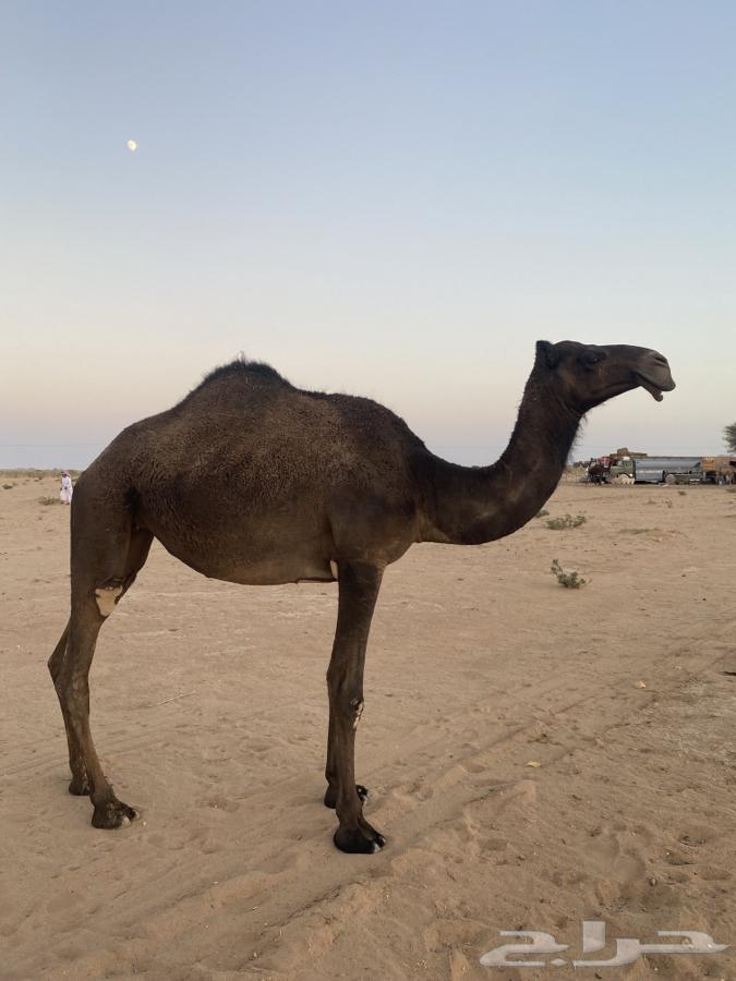 للبيع بكره لقيه64424065557122110