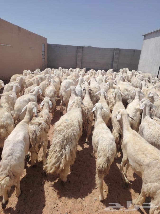 ضان حريات طيبه64425381261569112