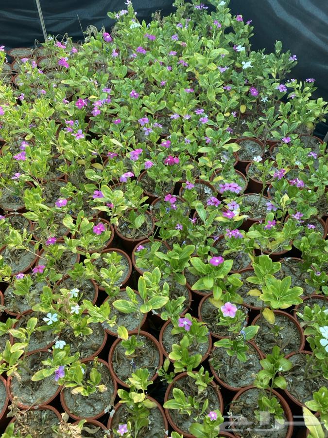 Fruit and shade tree seedlings for sale64423339227393114