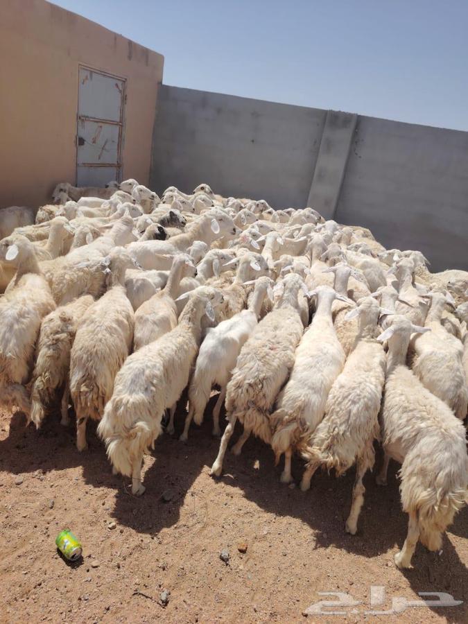 ضان حريات طيبه64425381261569111