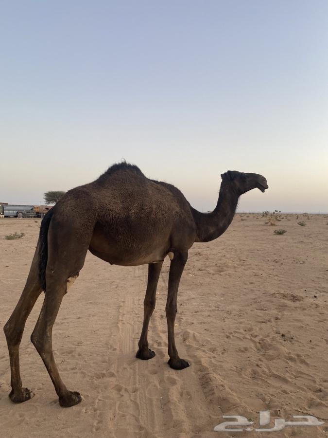 للبيع بكره لقيه64424065557122112