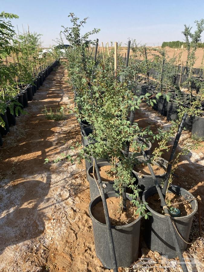 Fruit and shade tree seedlings for sale64423339227393112