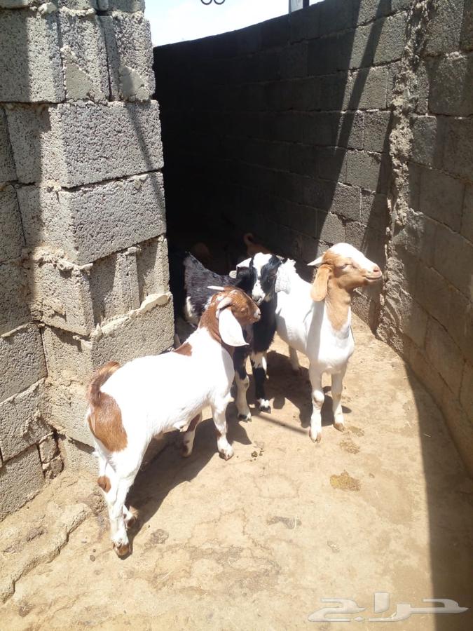 تيوس(تم البيع)64420986268801111