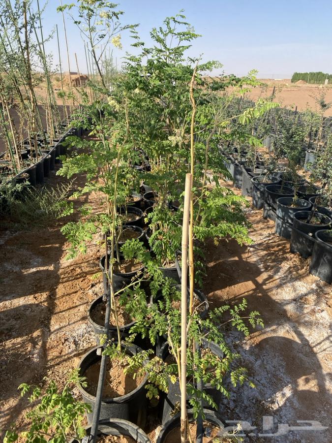 Fruit and shade tree seedlings for sale64423339227393111