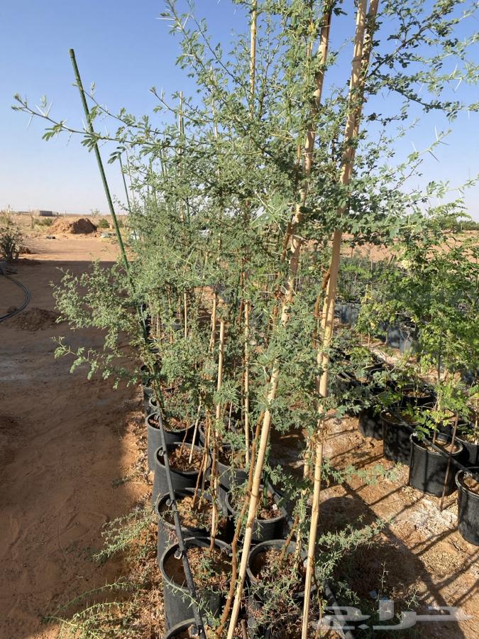 Fruit and shade tree seedlings for sale64423339227393110