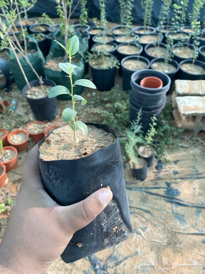 Fruit and shade tree seedlings for sale64423339227393113