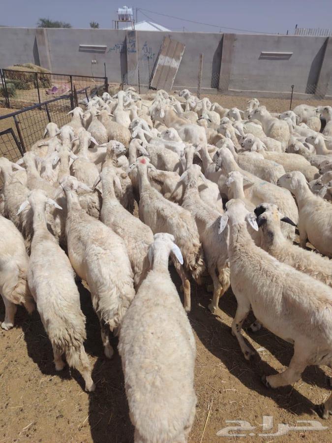 ضان حريات طيبه64425381261569113