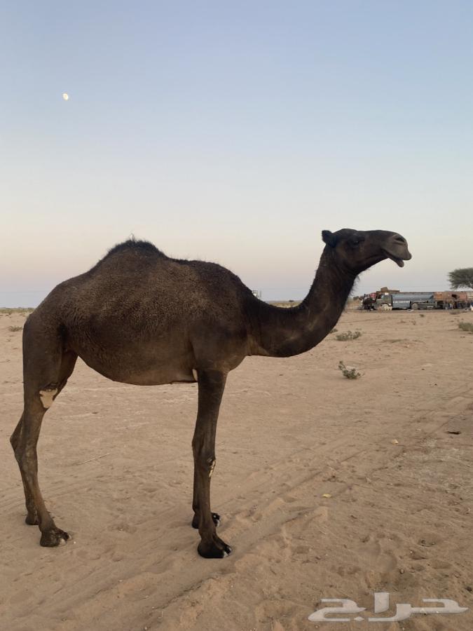 للبيع بكره لقيه64424065557122111