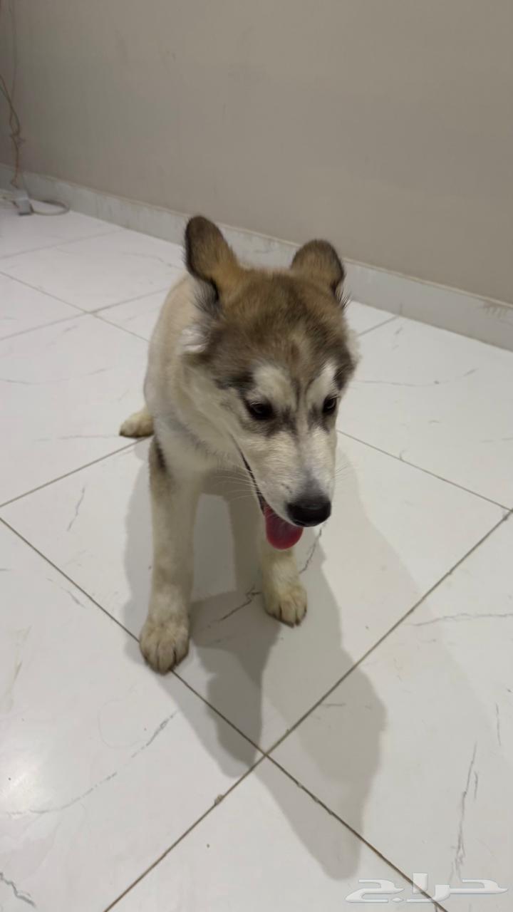 كلب64422694338179112