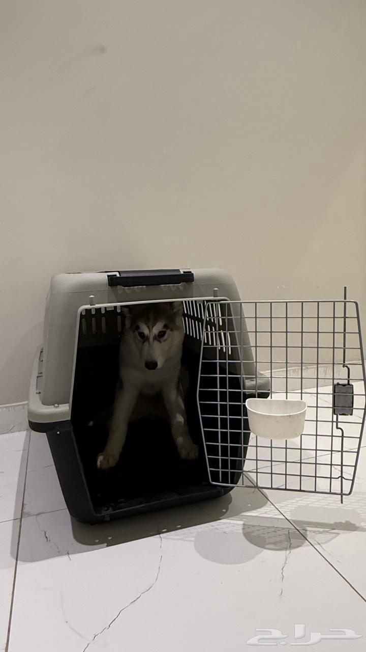 كلب64422694338179110