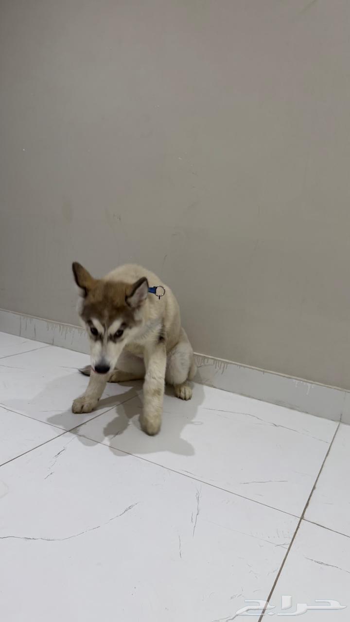 كلب64422694338179111